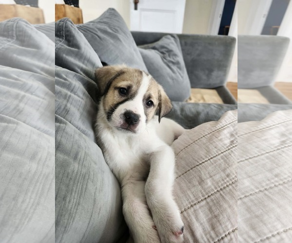Medium Photo #7 Great Pyrenees-Unknown Mix Puppy For Sale in pomfret, CT, USA