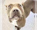 Small #2 American Pit Bull Terrier