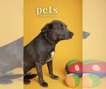 Small #11 Weimaraner Mix