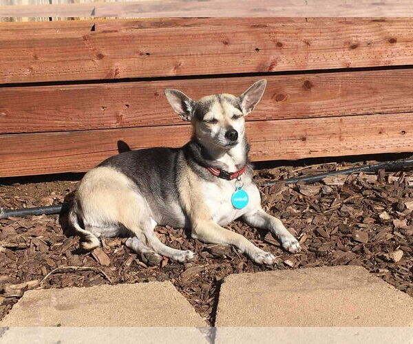 Medium Photo #8 Chihuahua-Unknown Mix Puppy For Sale in Escondido, CA, USA