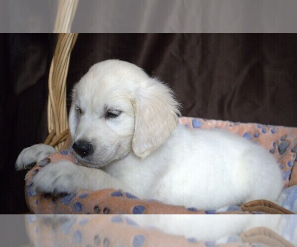 Medium Photo #3 English Cream Golden Retriever Puppy For Sale in LANCASTER, WI, USA