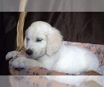 Small #2 English Cream Golden Retriever