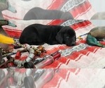 Small #6 Labrador Retriever