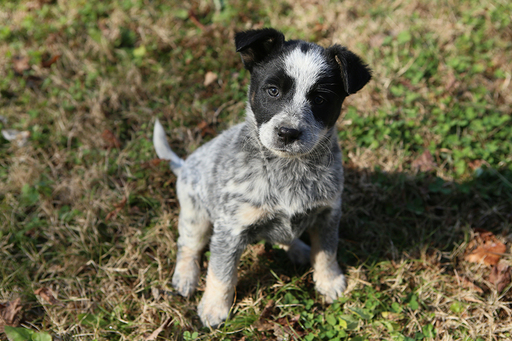View Ad Blue Healer border collie Mix Puppy for Sale