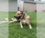 Small #1 Retriever  Mix
