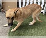 Small German Shepherd Dog