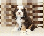 Small #3 Bernedoodle (Miniature)