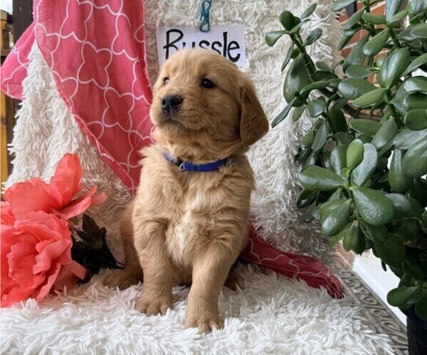 Medium Photo #2 Golden Retriever Puppy For Sale in THORP, WI, USA