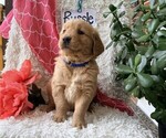 Small #1 Golden Retriever