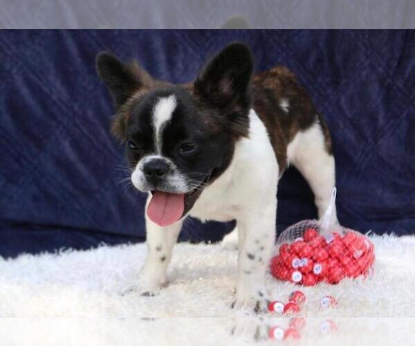 Medium Photo #2 French Bulldog Puppy For Sale in MONTCLAIR, NJ, USA