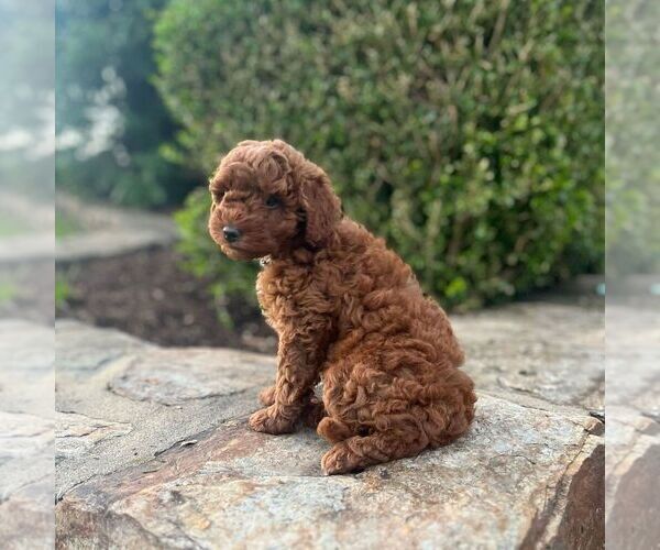 Medium Photo #2 Miniature Labradoodle Puppy For Sale in COATESVILLE, PA, USA