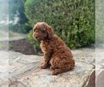 Small #1 Miniature Labradoodle