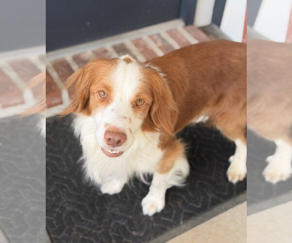 Medium Photo #3 Brittany-Colonial Cocker Spaniel Mix Puppy For Sale in Curwensville, PA, USA
