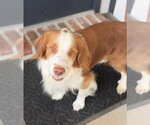 Small Photo #3 Brittany-Colonial Cocker Spaniel Mix Puppy For Sale in Curwensville, PA, USA