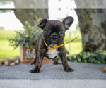 Puppy Maddy Faux Frenchbo Bulldog