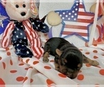 Small #23 Morkie