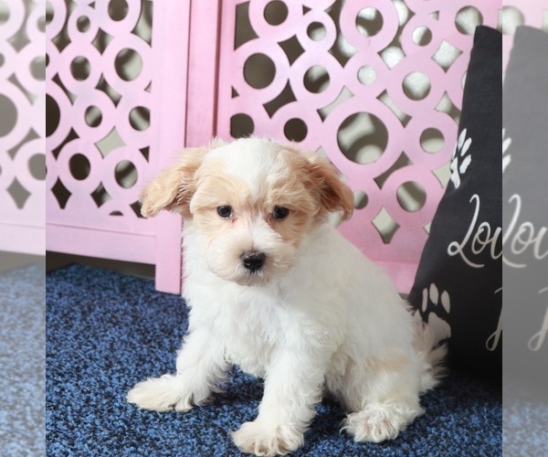 Medium Photo #2 Maltipoo Puppy For Sale in MOUNT VERNON, OH, USA