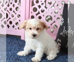 Small #1 Maltipoo
