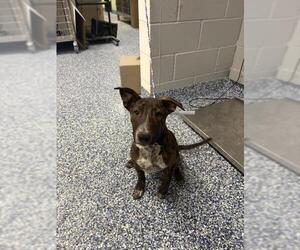 Mutt Dogs for adoption in Riverside, CA, USA