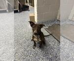 Small Mutt