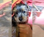 Small Photo #11 Yorkshire Terrier Puppy For Sale in ARLINGTON, TX, USA