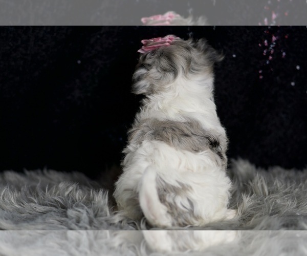 Medium Photo #76 Morkie Puppy For Sale in WARSAW, IN, USA