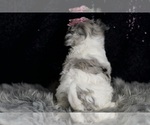 Small #7 Morkie