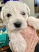 Small Photo #6 Schnauzer (Miniature) Puppy For Sale in BURNET, TX, USA