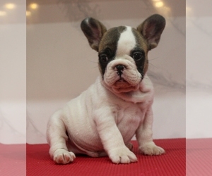 Bulldog Puppy for sale in SARASOTA, FL, USA