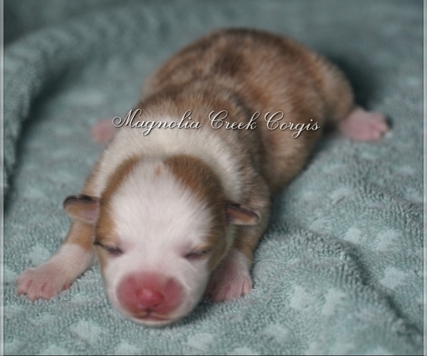 Medium Photo #1 Pembroke Welsh Corgi Puppy For Sale in ANDALUSIA, AL, USA