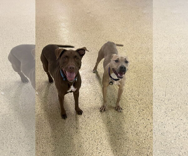 Medium Photo #17 American Bulldog-Unknown Mix Puppy For Sale in Princeton, MN, USA