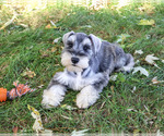 Image preview for Ad Listing. Nickname: Roosevelt