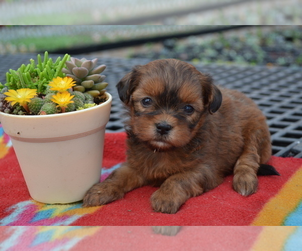 Medium Photo #2 Shiranian Puppy For Sale in GREENWOOD, WI, USA