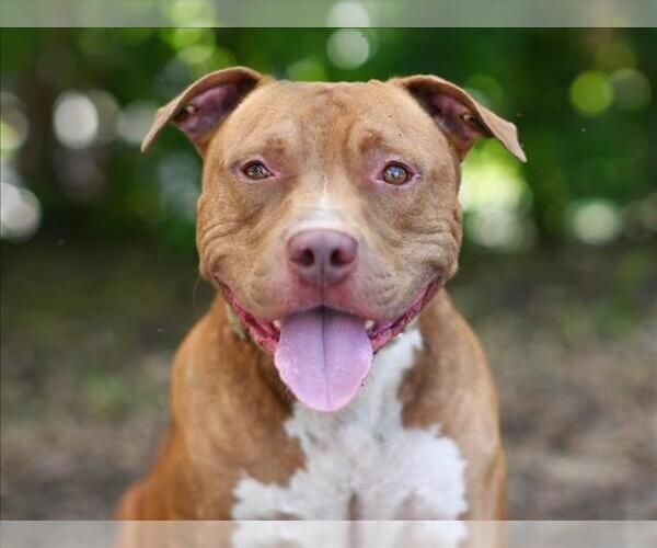Medium Photo #2 American Staffordshire Terrier-Unknown Mix Puppy For Sale in Tavares, FL, USA