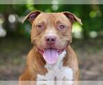 Small #1 American Staffordshire Terrier Mix