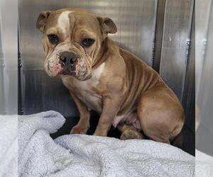 American Bulldog-Unknown Mix Dogs for adoption in San Antonio, TX, USA