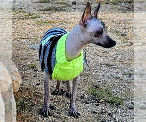 Mutt Dogs for adoption in Vail, AZ, USA