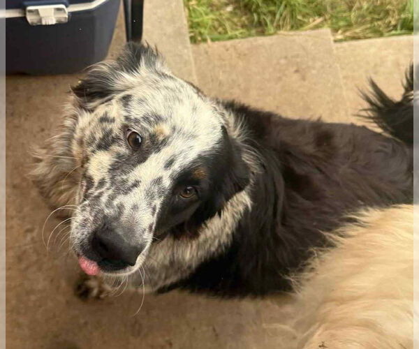 Medium Photo #3 Australian Shepherd-Unknown Mix Puppy For Sale in Grafton, WI, USA