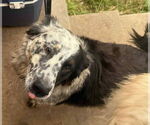 Small #2 Australian Shepherd Mix