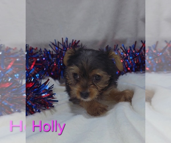 Medium Photo #1 Yorkshire Terrier Puppy For Sale in AZLE, TX, USA