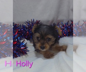 Yorkshire Terrier Puppy for sale in AZLE, TX, USA