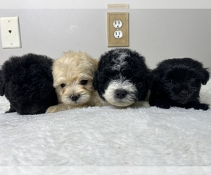 Maltipoo Puppy for Sale in VALDOSTA, Georgia USA