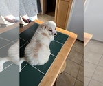 Small Photo #5 Chiranian Puppy For Sale in FITCHBURG, MA, USA