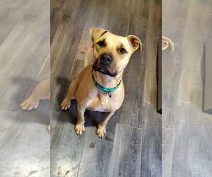 American Staffordshire Terrier-Labrador Retriever Mix Dogs for adoption in Strongsville, OH, USA
