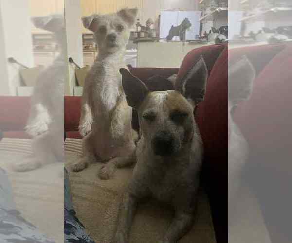 Medium Photo #7 Mutt Puppy For Sale in Mundelein, IL, USA