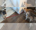 Small #4 Pug Mix