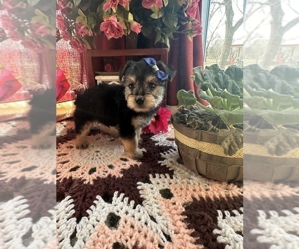 Medium Photo #4 YorkiePoo Puppy For Sale in BARNETT, MO, USA