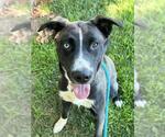 Small Siberian Husky Mix