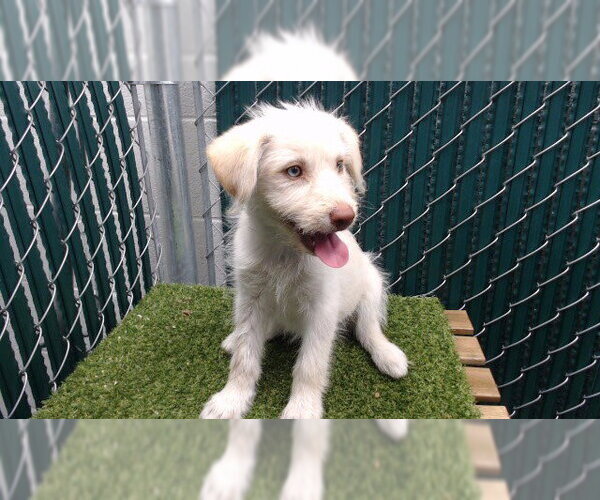 Medium Photo #1 Maltese Husky Puppy For Sale in Downey, CA, USA