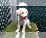 Small Maltese Husky